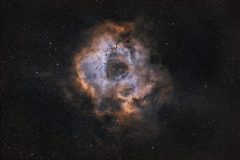 Rosette_HOO-scaled