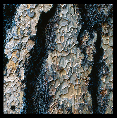 05_Bark detail
