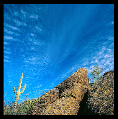 07_Saguaro Catus