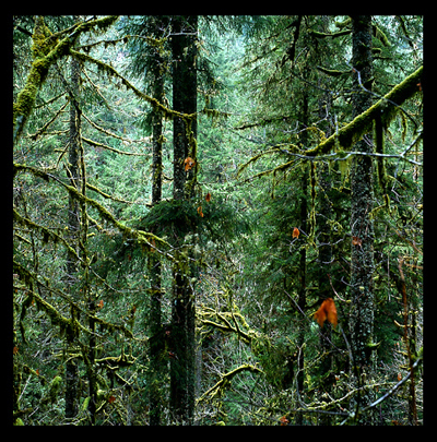 16_Forest