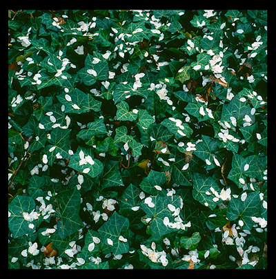 18_Ivy