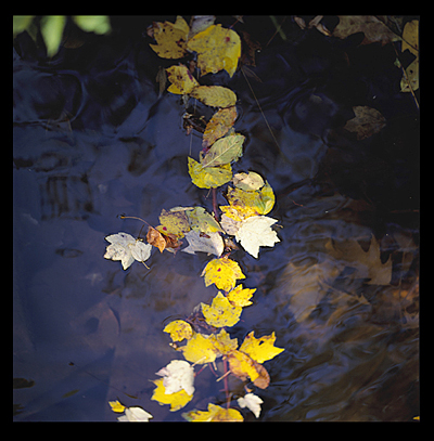 21_Leaves