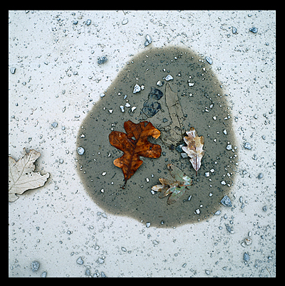 22_Muddy Leaves