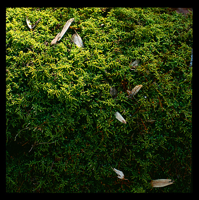 35_Mossy Log